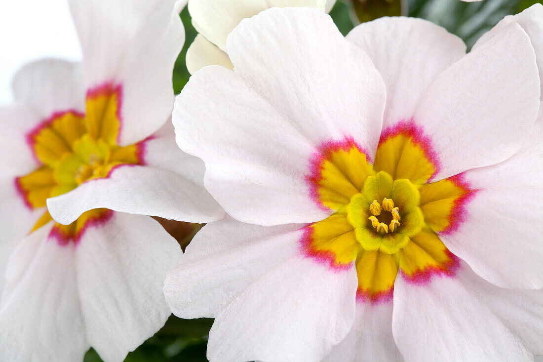 Primula vulgaris