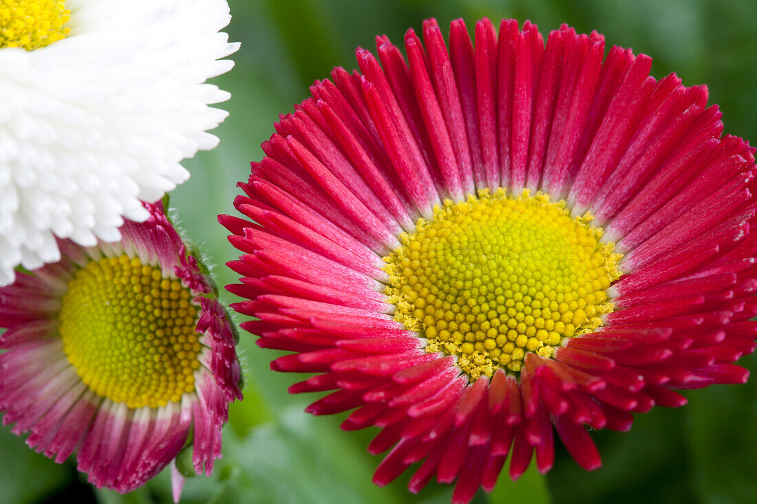 Bellis perennis