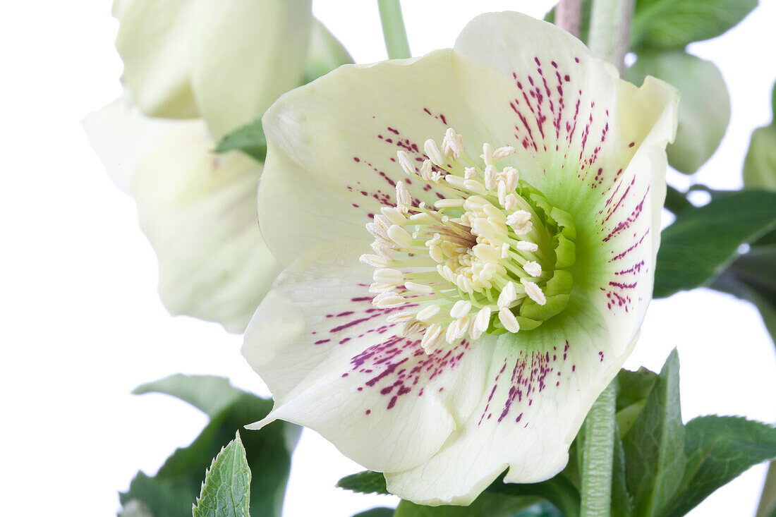 Helleborus orientalis 'Spring Promise Sophie'