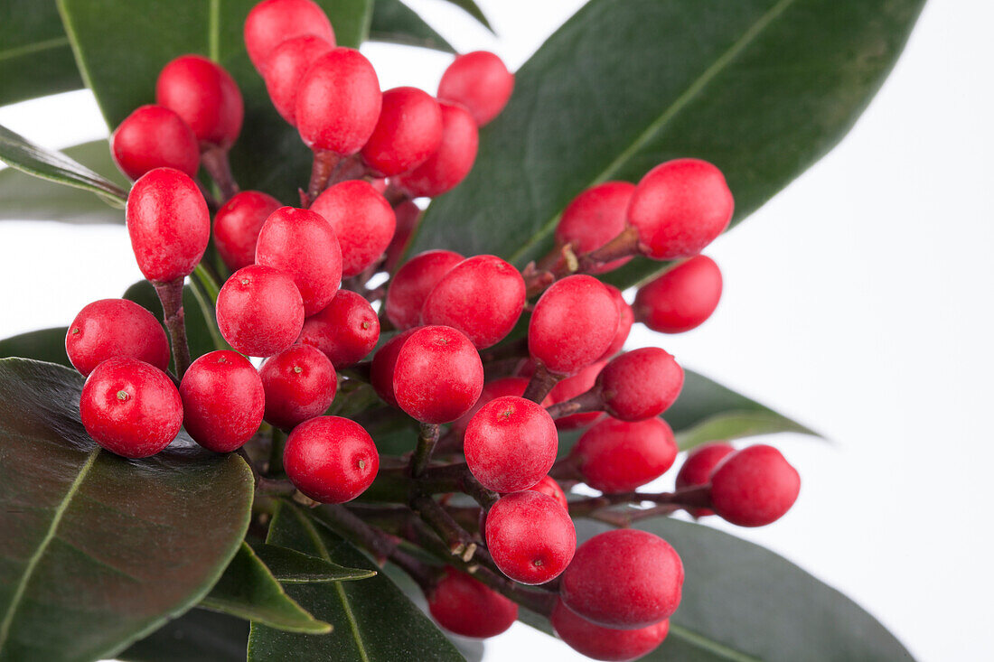 Skimmia japonica subsp. reevesiana