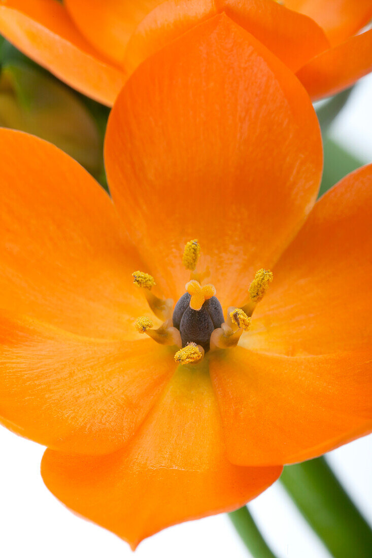 Ornithogalum dubium