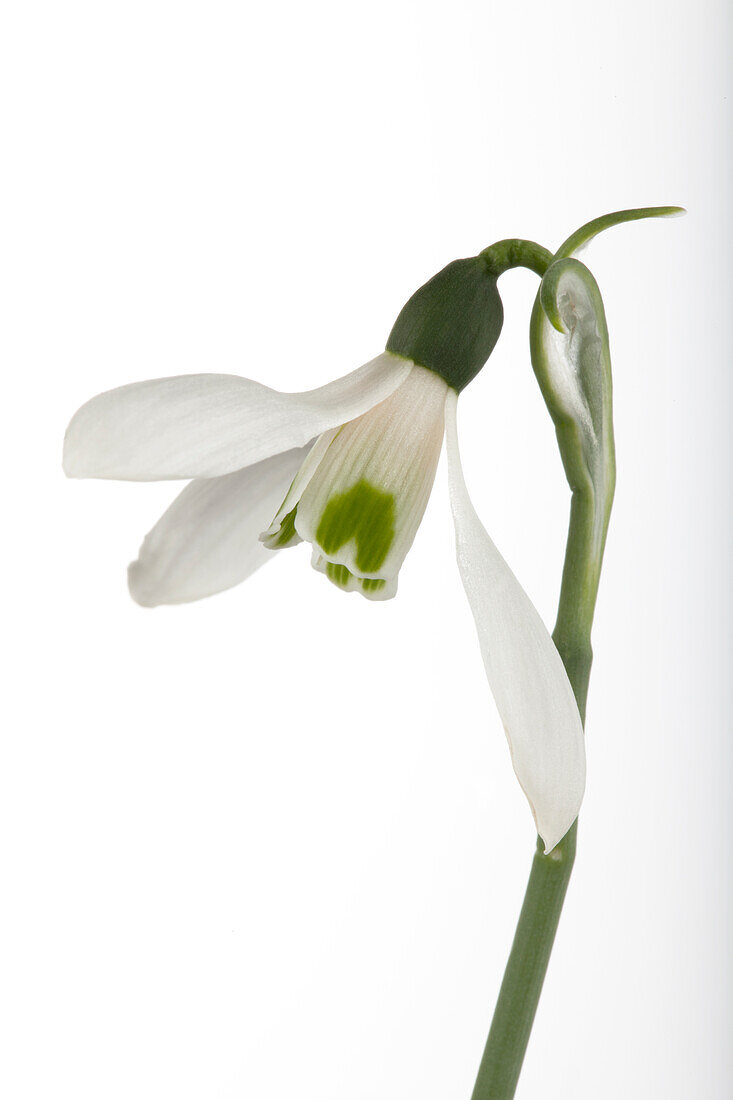 Galanthus nivalis