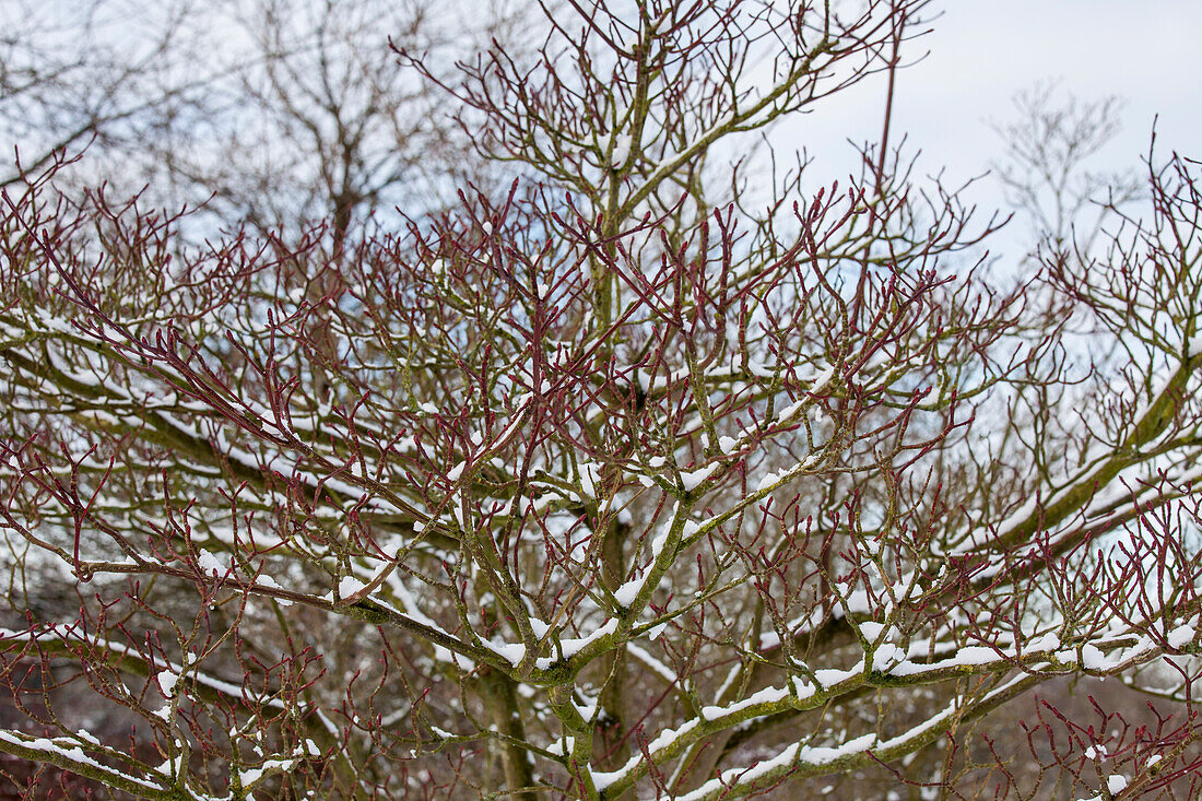 Cornus contoversa