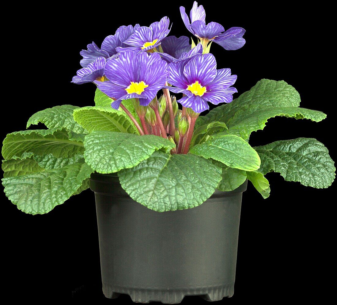 Primula vulgaris 'Zebra Blue'