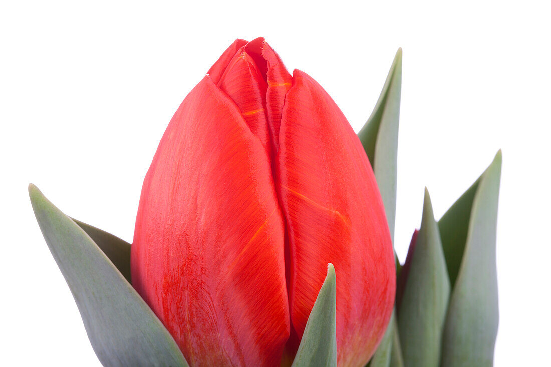 Tulipa 'Red Paradise'