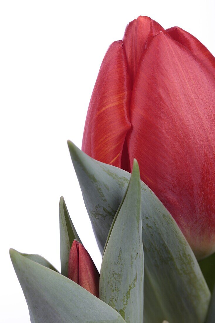 Tulipa Red Paradise
