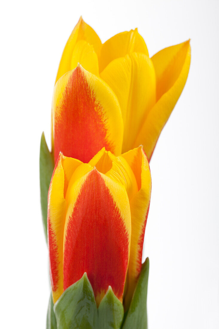 Tulipa kaufmanniana 'Stresa'