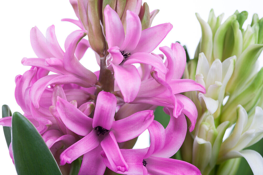 Hyacinthus orientalis, pink