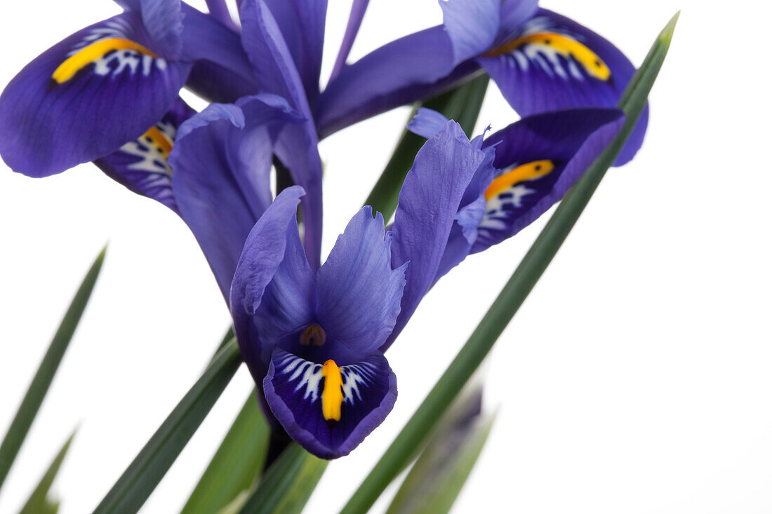 Iris versicolor, blue