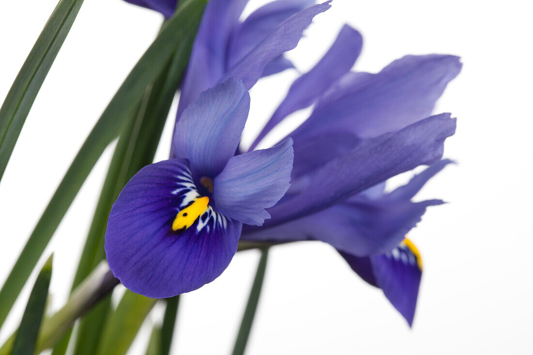 Iris versicolor, blau