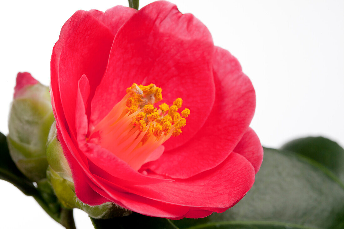 Camellia japonica