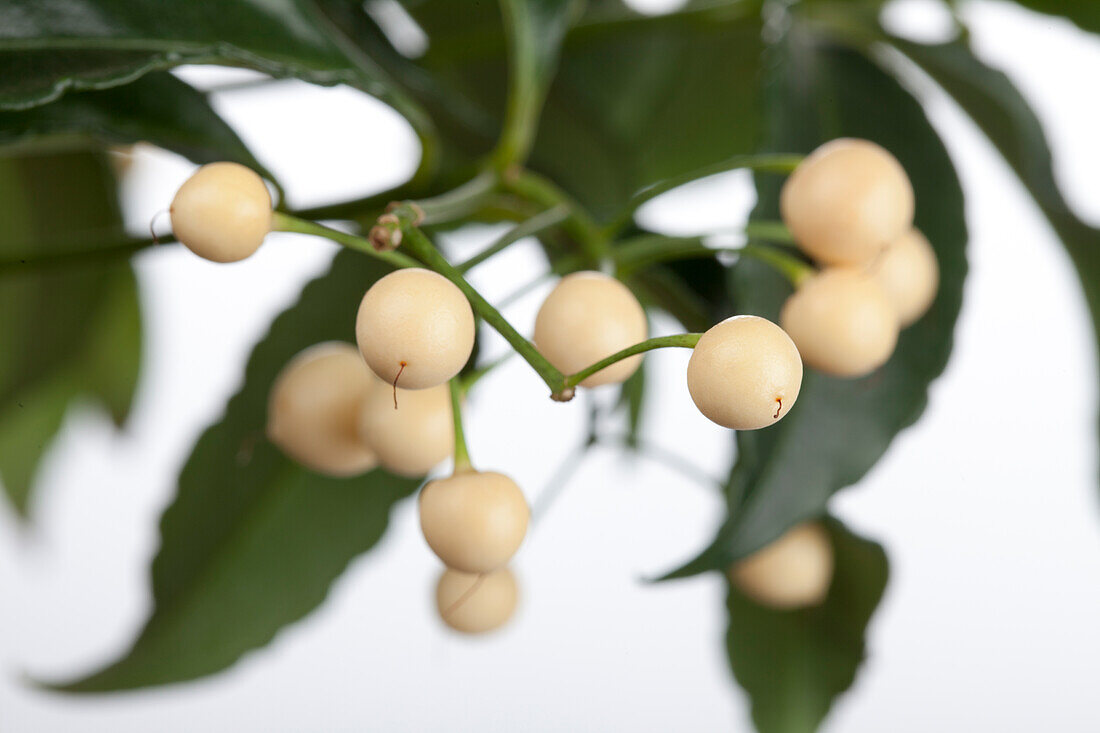 Ardisia crenata