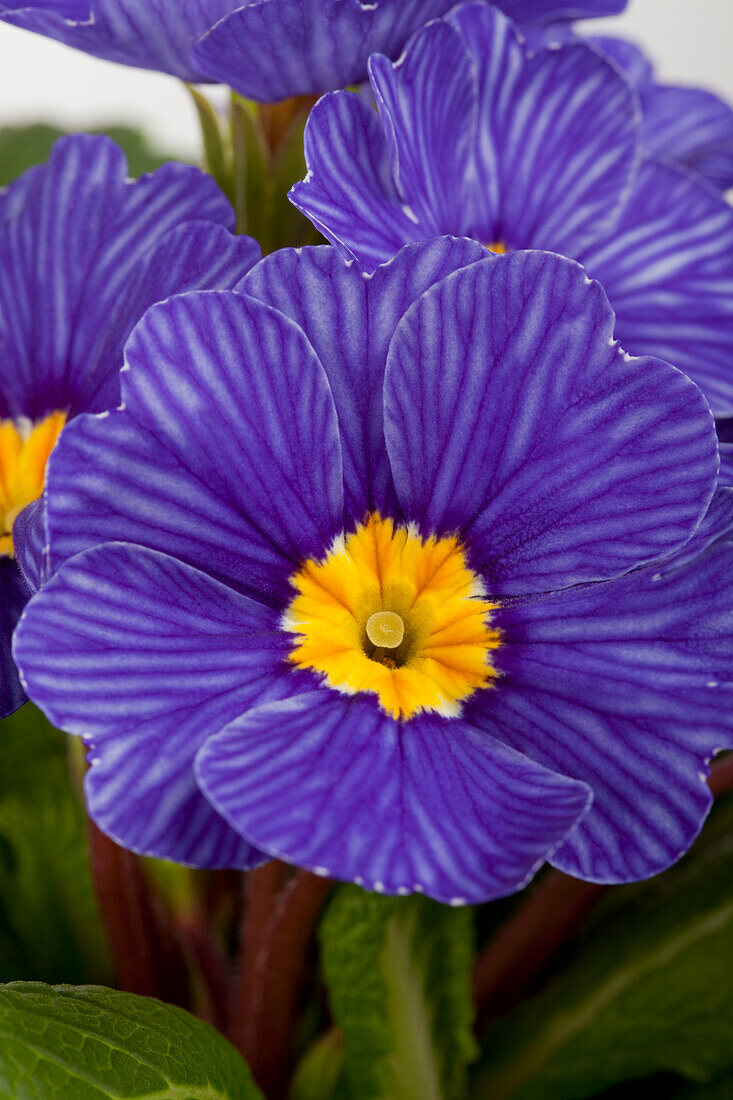 Primula vulgaris 'Zebra Blue'