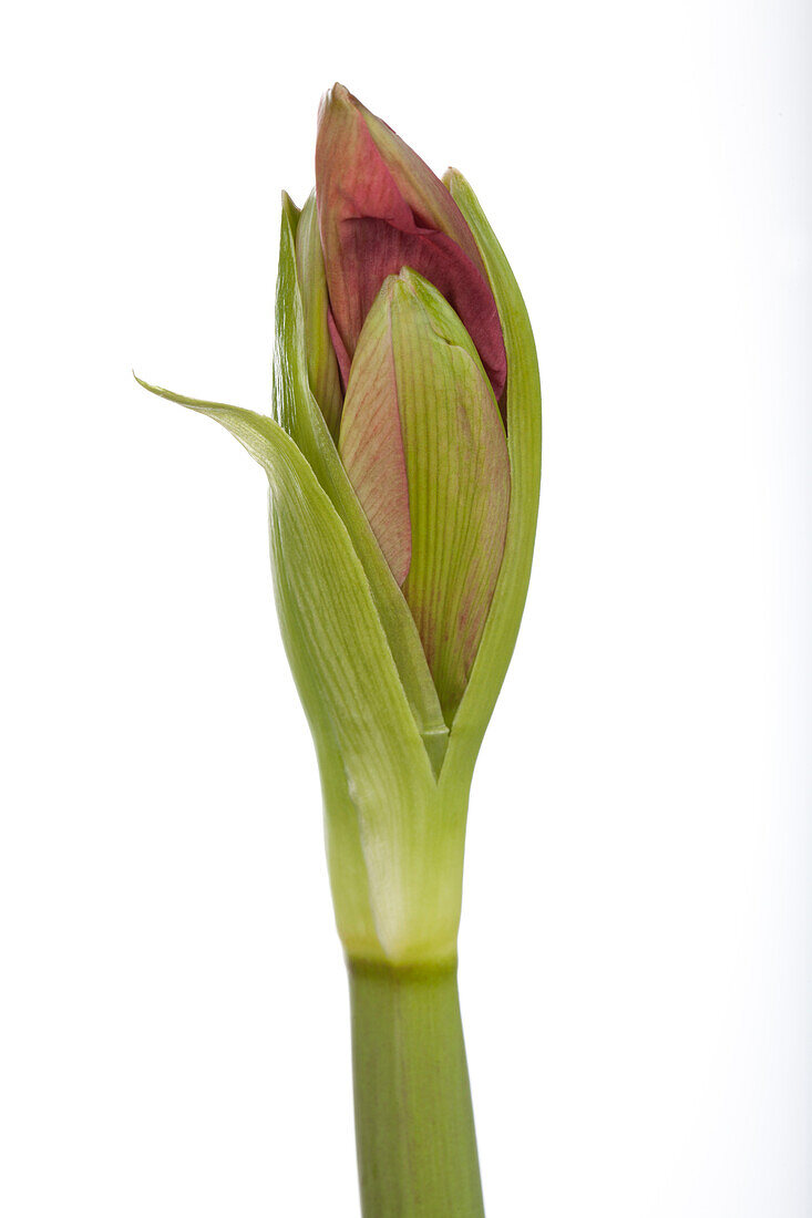 Hippeastrum 'Kolibri'