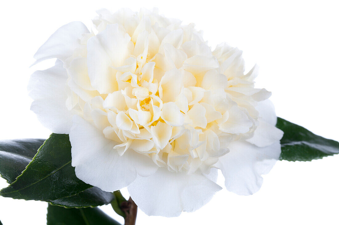 Camellia japonica 'Jurys Yellow'