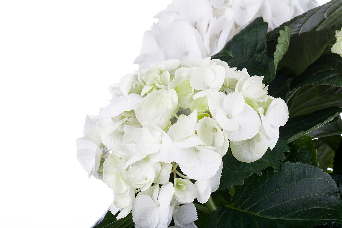 Hydrangea macrophylla, weiß