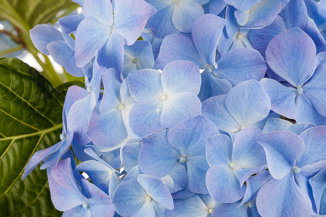 Hydrangea macrophylla, blau