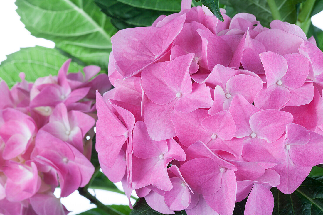 Hydrangea macrophylla, rosa