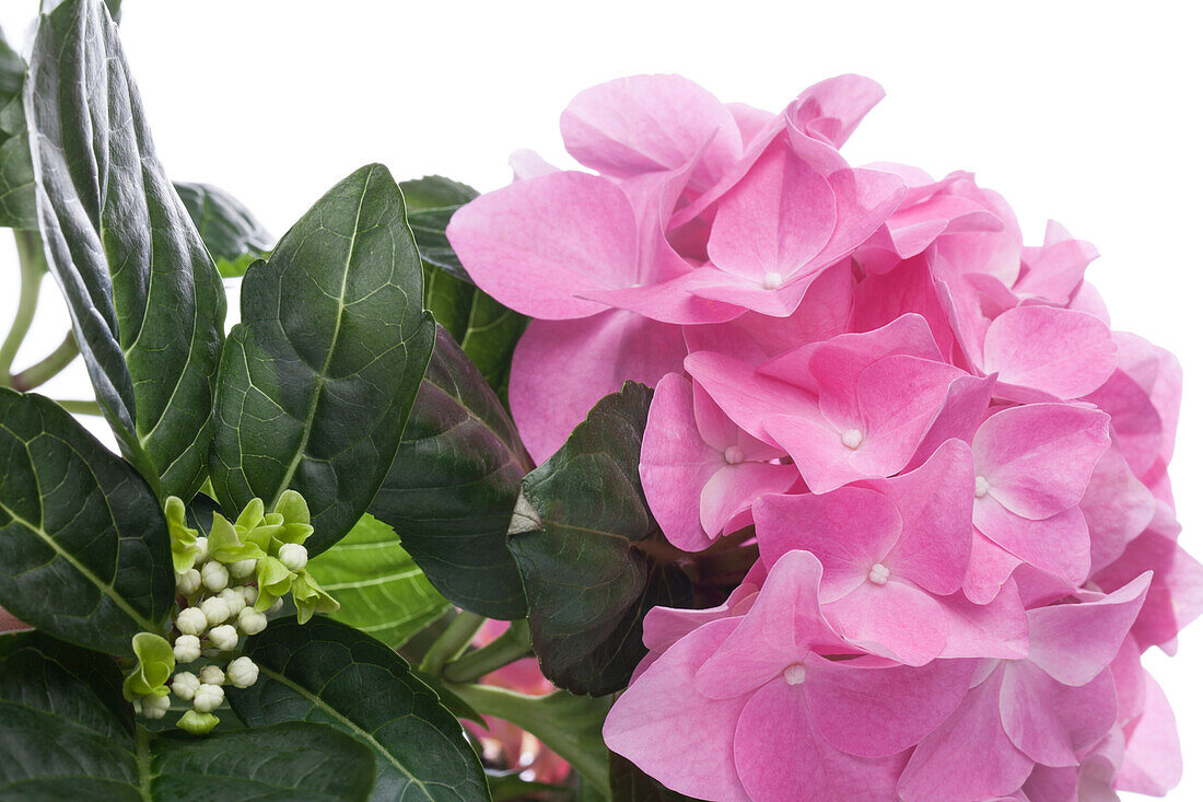 Hydrangea macrophylla, rosa