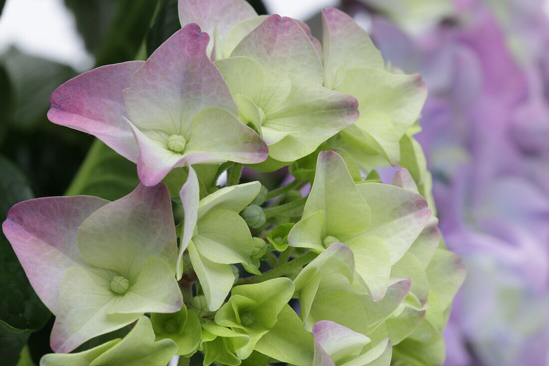 Hydrangea Early Blue