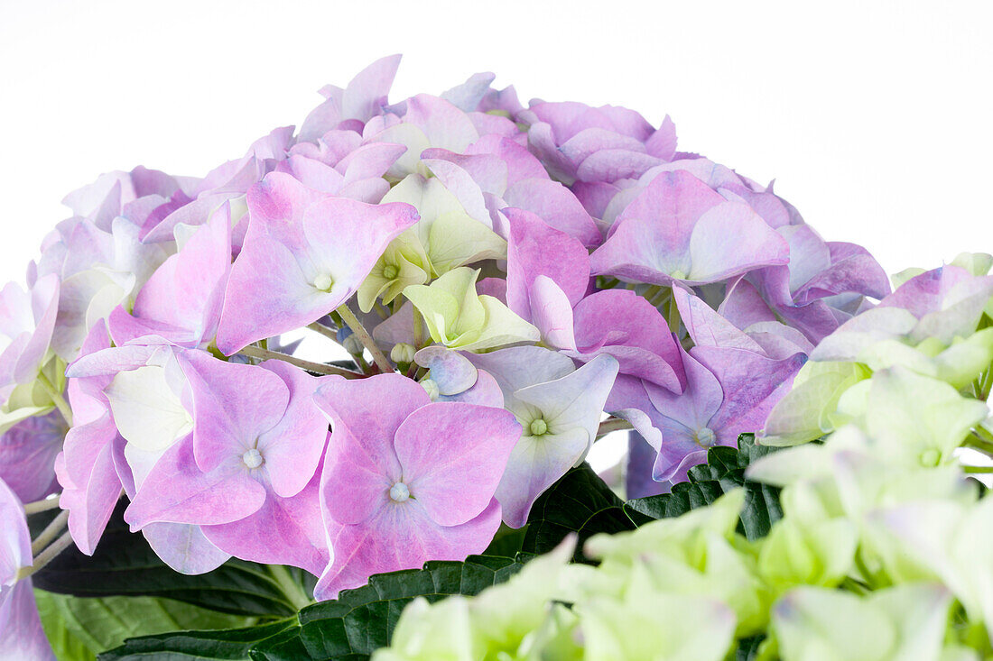 Hydrangea macrophylla 'Early Blue'(s)