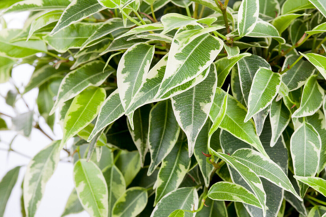 Ficus benjamina 'Lovely'