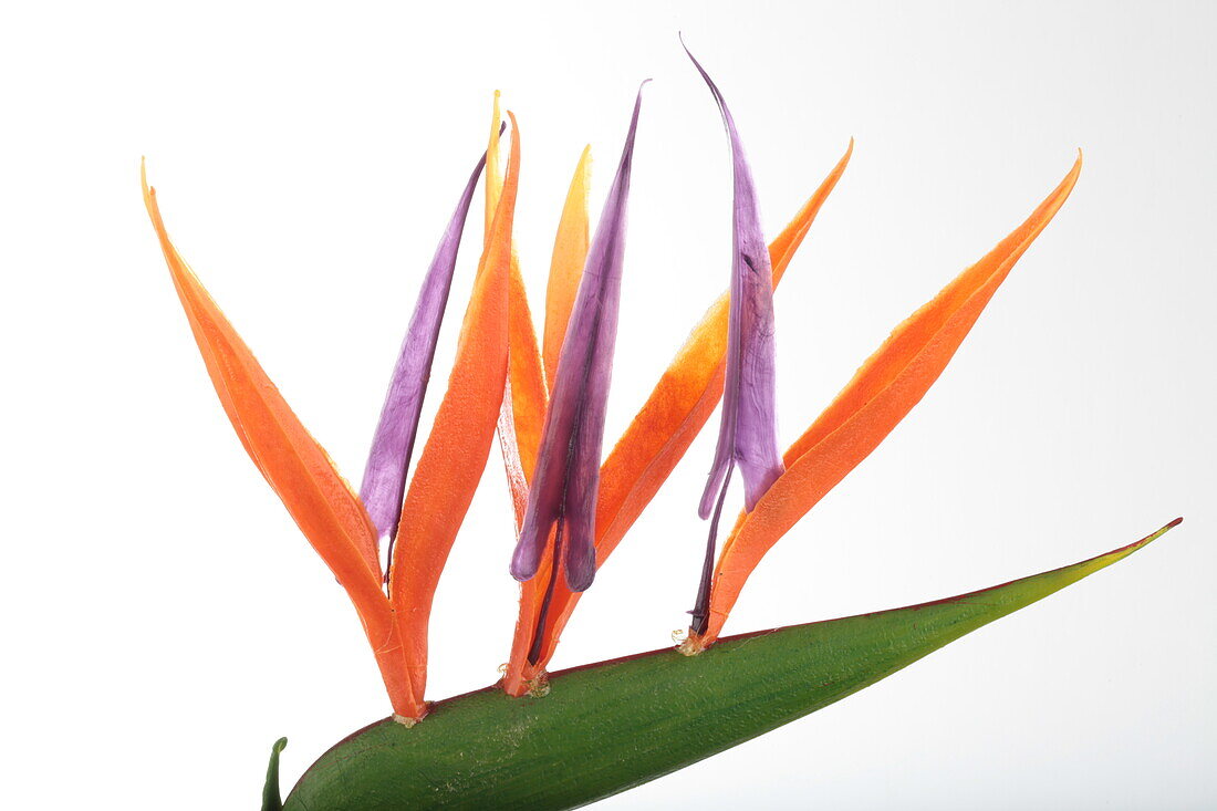 Strelitzia reginae