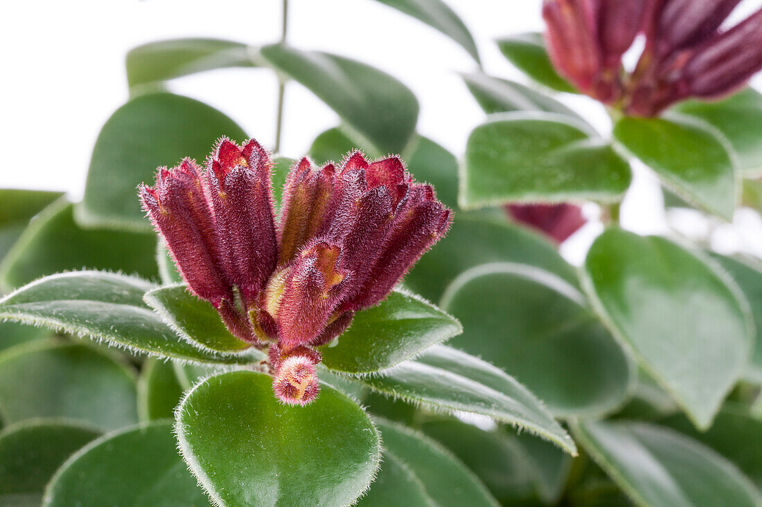 Aeschynanthus speciosus 'Mona Lisa'