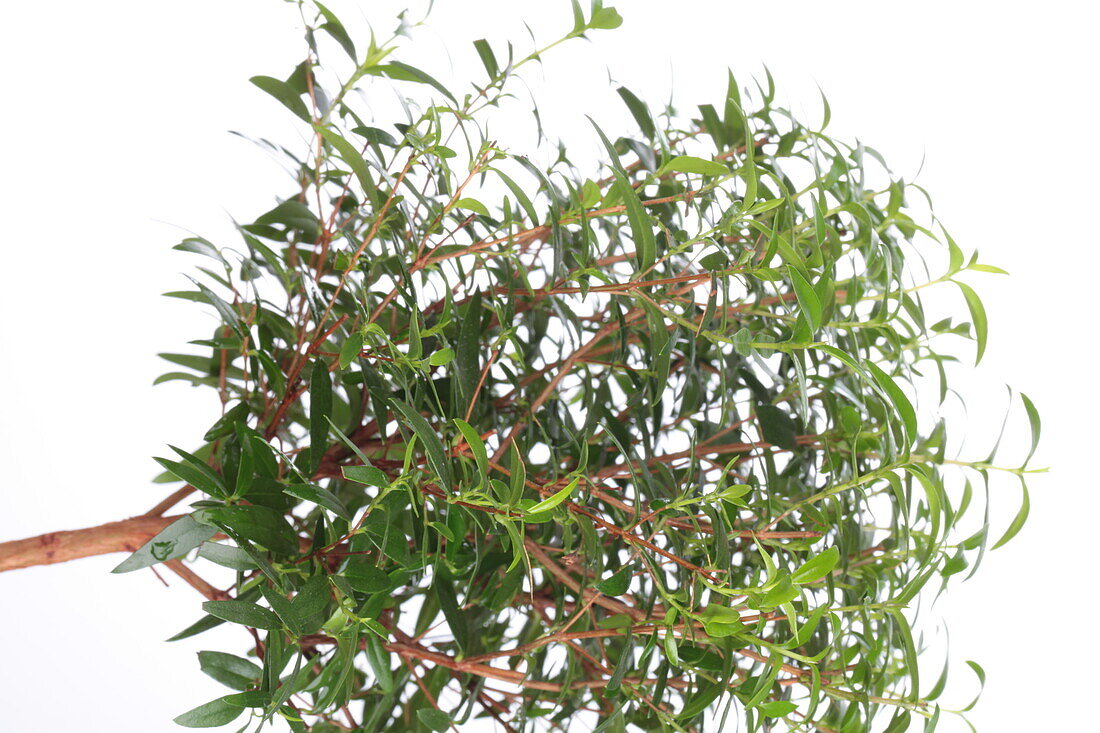 Myrtus communis Brautmyrte