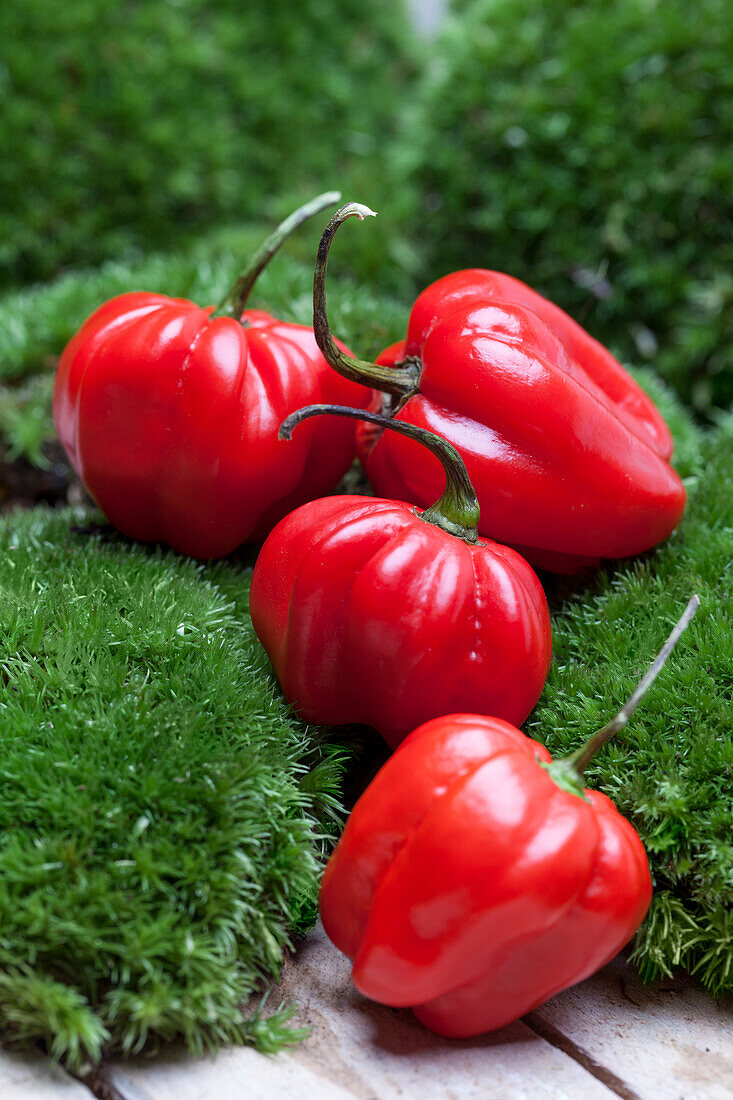 Capsicum chinense