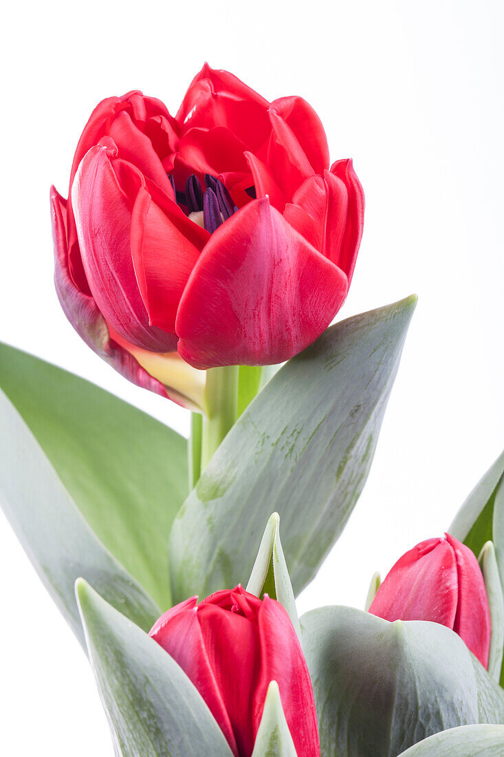 Tulipa