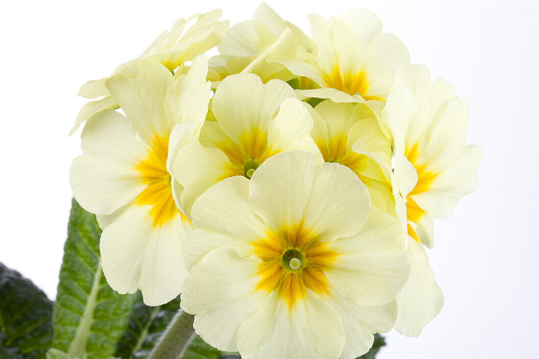 Primula elatior, weiß