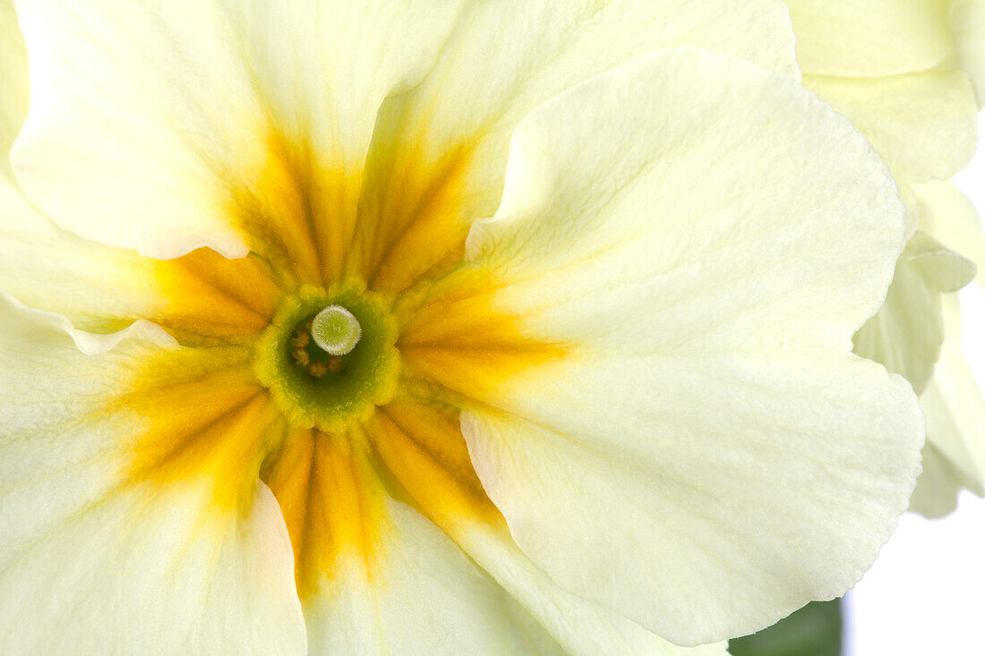 Primula elatior, weiß