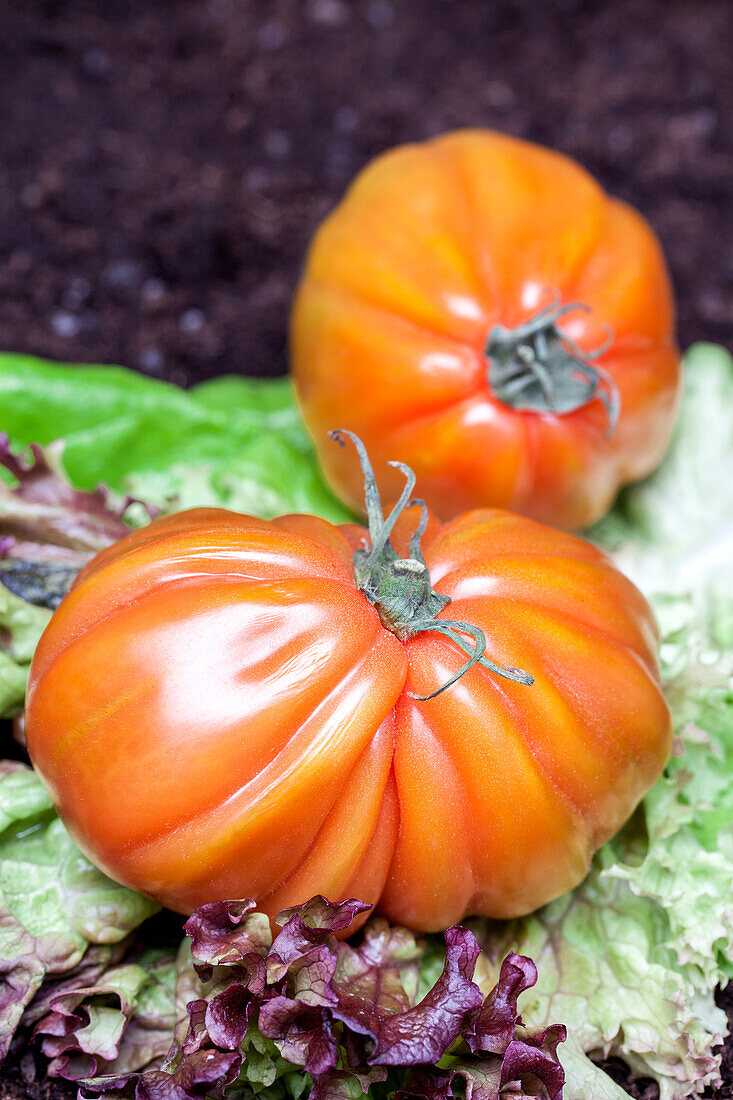 Solanum lycopersicum