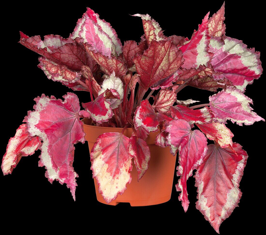 Begonia rex 'Magic Colour'