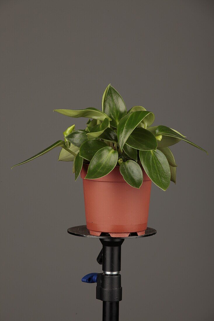 Peperomia emerald