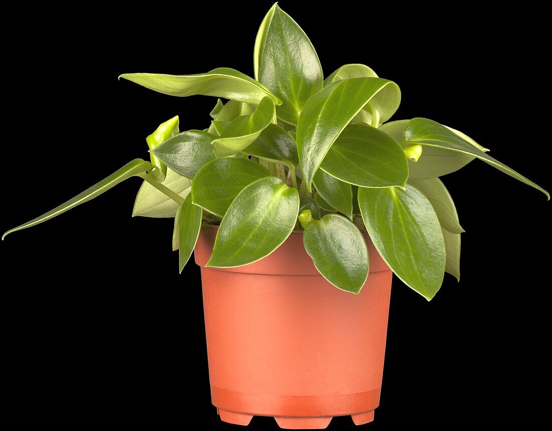 Peperomia 'Smaragd'