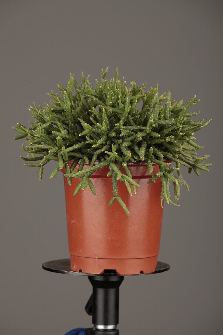 Rhipsalis