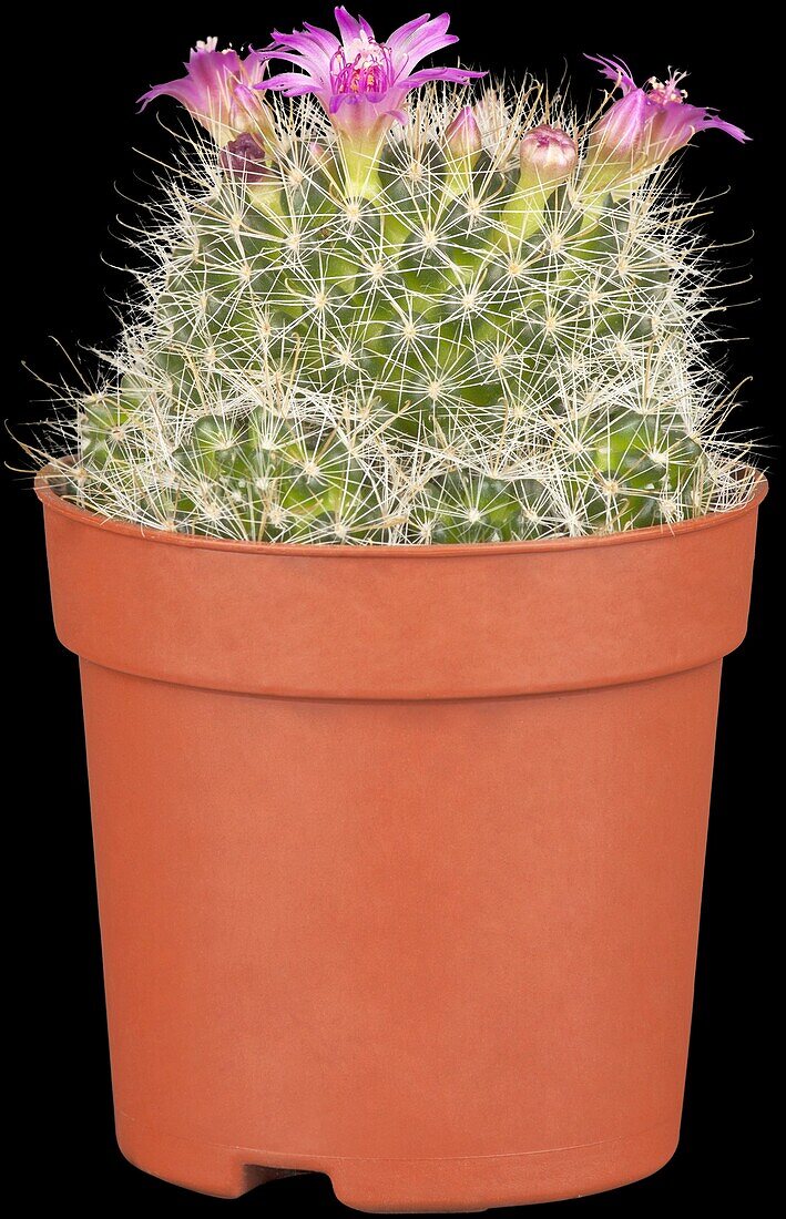 Mammillaria