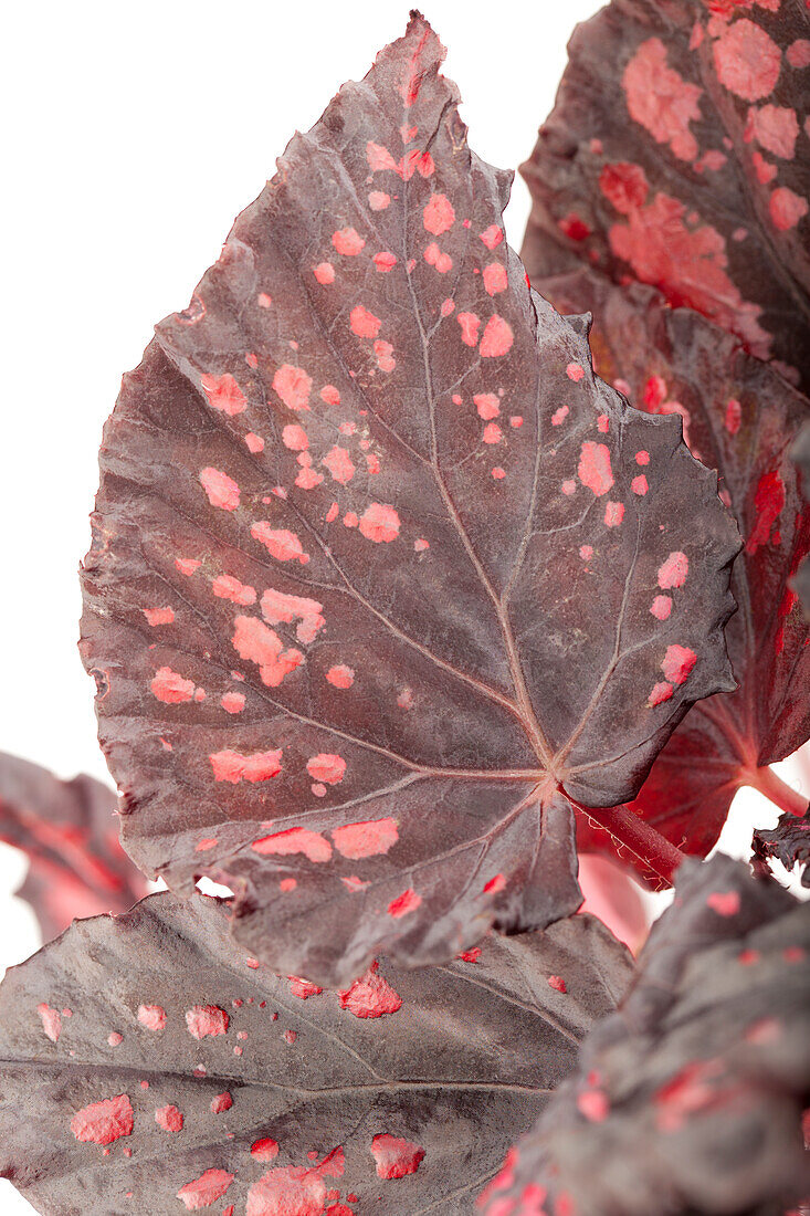 Begonia rex 'Magic Colour'