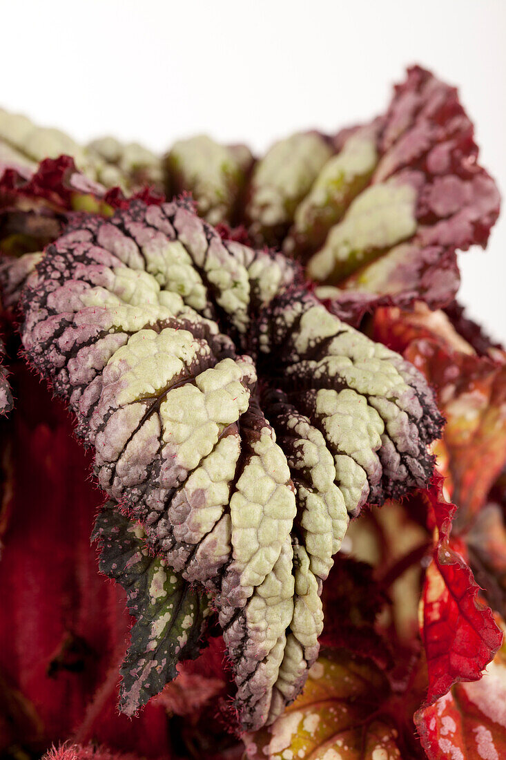 Begonia rex 'Magic Colour'