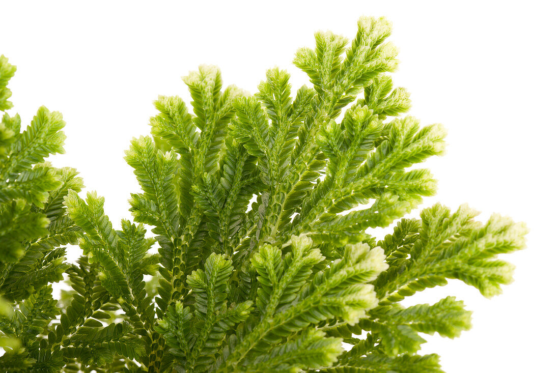 Selaginella martensii 'Jori'