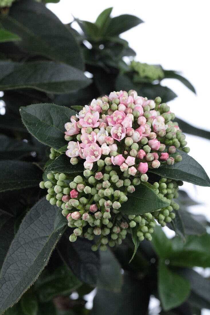 Viburnum 'Tinus'