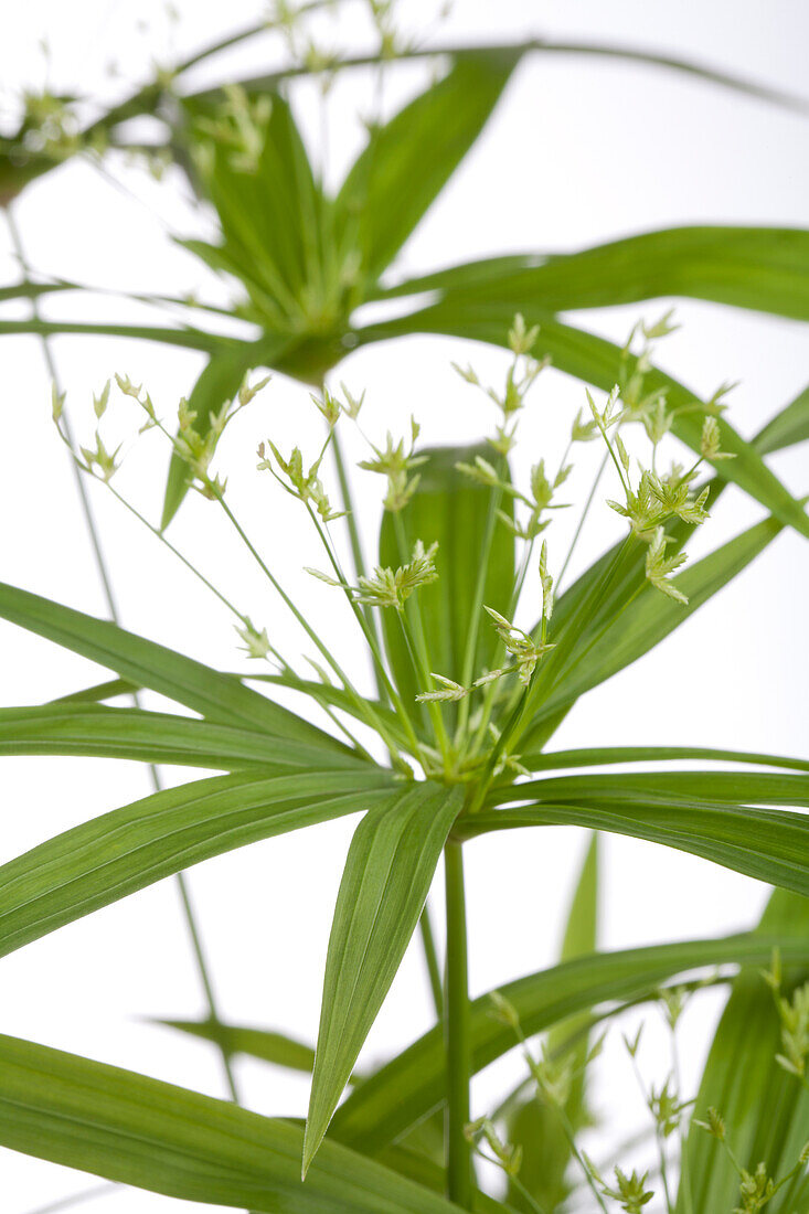 Cyperus papyrus 'Green Gold'