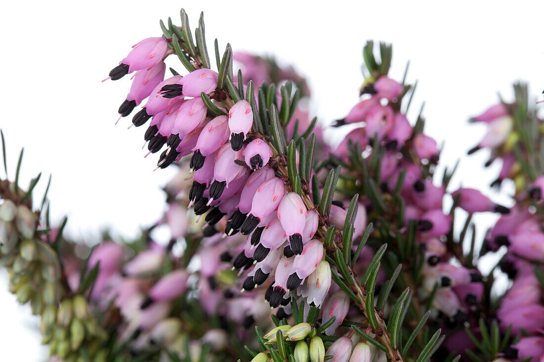 Erica darleyensis 'Lena'