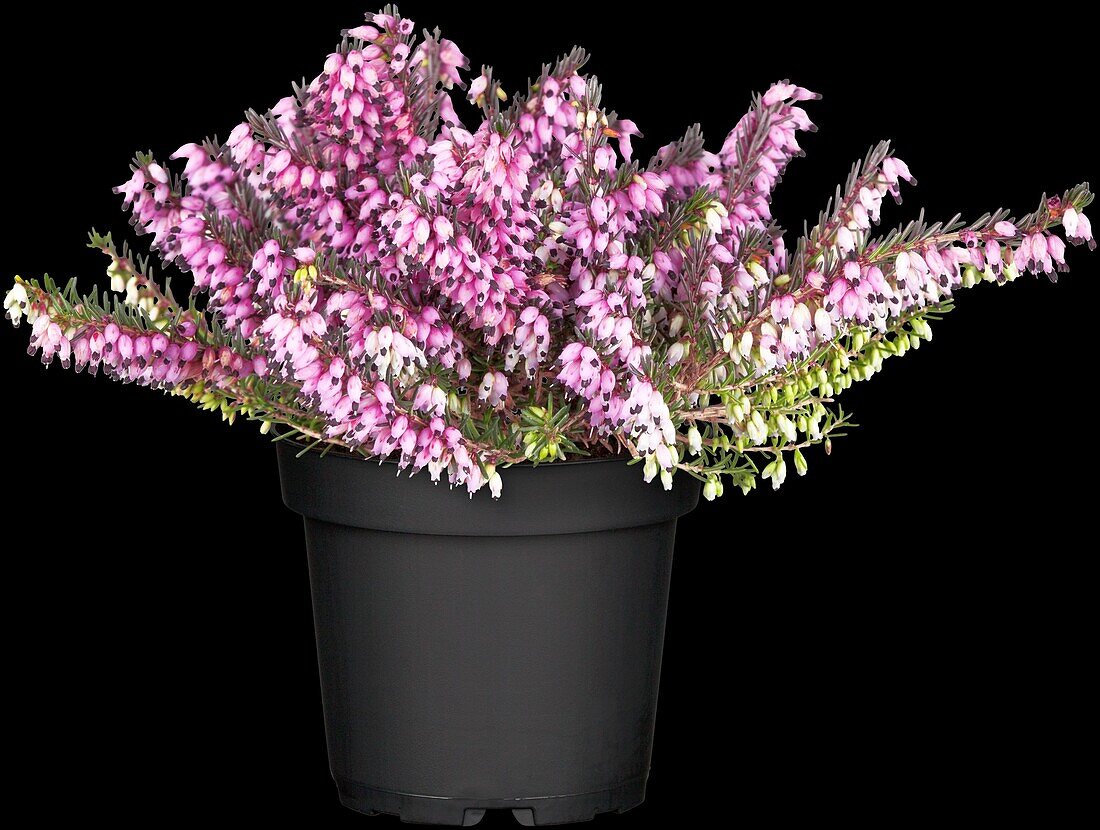 Erica darleyensis 'Lena'