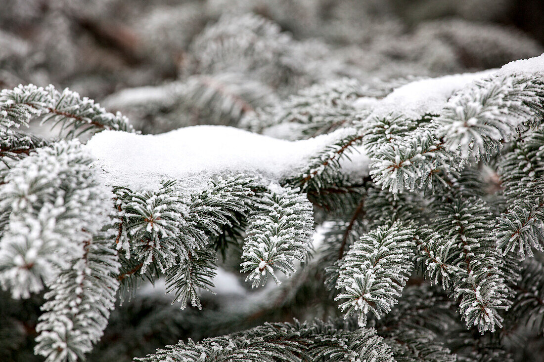 Abies nordmanniana with snow