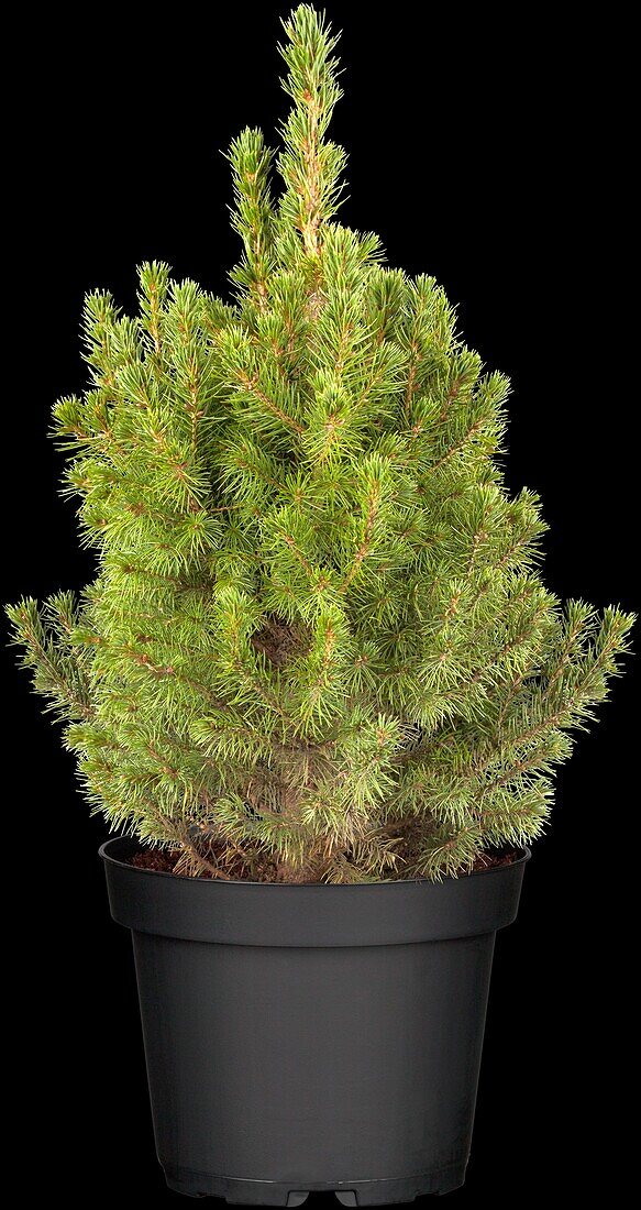 Picea glauca 'Conica'