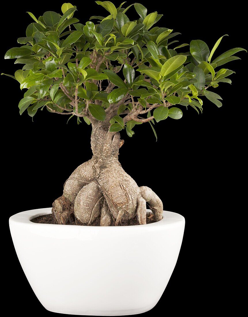 Ficus microcarpa 'Ginseng'