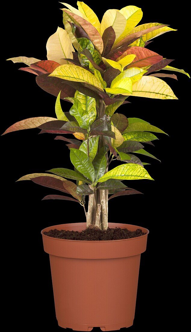 Codiaeum variegatum